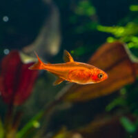 Tetra Ember