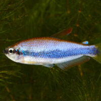 Tetra Emperador