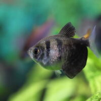 Tetra Fantasma Negro