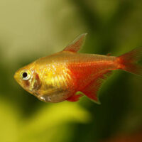 Tetra Flameus Diamante