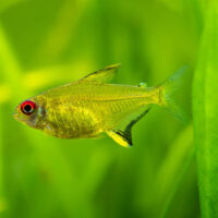 Tetra Limón