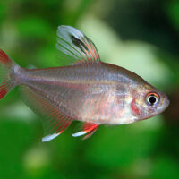 Tetra Rosado