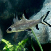 Tiburón Bala