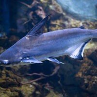 Pangasius