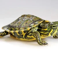 Tortuga de Agua Verde