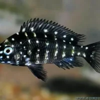 Tropheus Duboisi