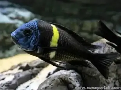 Tropheus Duboisi - Imagen 2