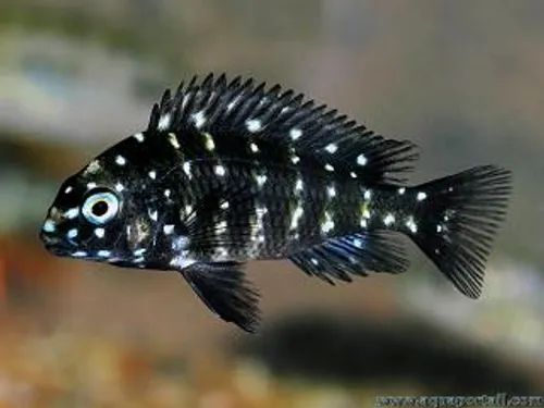 Tropheus Duboisi