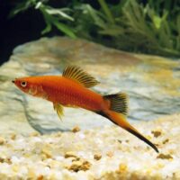 Xipho